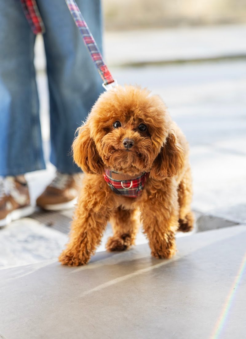 MOYDOG - Tienda de Productos para Mascotas — imagen 3